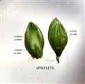  Spikelets 